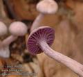 Laccaria_amethystina_a7060