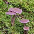 Laccaria_amethystina_aj3190