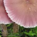 Laccaria_amethystina_aj3192