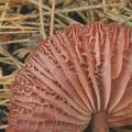 Laccaria_purpureobadia_ag2339