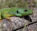 Lacerta_trilineata_ae4186