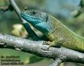 Lacerta_viridis_4173