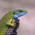 Lacerta_viridis_f0211