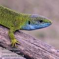 Lacerta_viridis_f0218