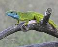 Lacerta_viridis_f0229