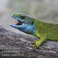 Lacerta_viridis_f0250