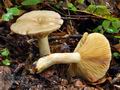 Lactarius_acris_bv3673