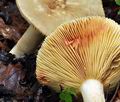 Lactarius_acris_bv3686