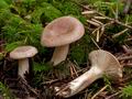 Lactarius_albocarneum_cr6733s