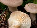 Lactarius_albocarneum_cr6738s