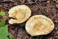 Lactarius_aquizonatus_cr6015