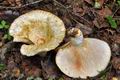 Lactarius_aquizonatus_cr6020