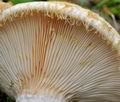 Lactarius_aquizonatus_cr6059