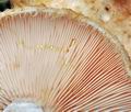 Lactarius_aquizonatus_cr6061