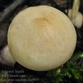 Lactarius_aspideus_bm5855