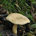 Lactarius_aspideus_bm5966