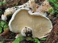 Lactarius_bertillonii_ce4903