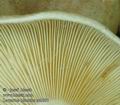 Lactarius_blennius_ac8601