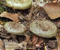 Lactarius_blennius_be2815