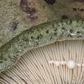 Lactarius_blennius_be2819