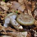 Lactarius_blennius_be2826