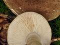 Lactarius_blennius_bs8452