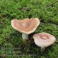 Lactarius_chrysorrheus_aj3076