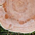 Lactarius_chrysorrheus_aj3086