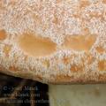Lactarius_chrysorrheus_be4202