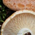 Lactarius_chrysorrheus_be4204