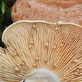 Lactarius_chrysorrheus_be4218