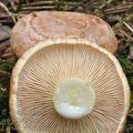 Lactarius_chrysorrheus_be4219