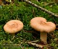 Lactarius_chrysorrheus_bi0882