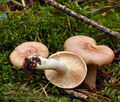 Lactarius_chrysorrheus_bi0883