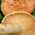 Lactarius_chrysorrheus_bi0895