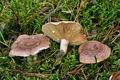 Lactarius_chrysorrheus_jd4662