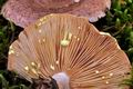 Lactarius_chrysorrheus_jd4664