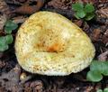 Lactarius_citriolens_bv2029