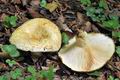 Lactarius_citriolens_bv2033