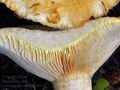 Lactarius_citriolens_bv2059