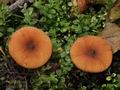 Lactarius_cyathuliformis_bs9524