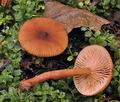 Lactarius_cyathuliformis_bs9526