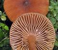 Lactarius_cyathuliformis_bs9532