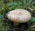 Lactarius_deliciosus_a5723