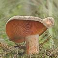 Lactarius_deliciosus_af9136