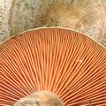 Lactarius_deliciosus_af9142