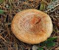 Lactarius_deliciosus_bs9162