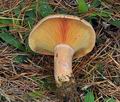 Lactarius_deliciosus_bs9164