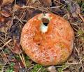 Lactarius_deliciosus_cr5776