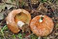 Lactarius_deliciosus_cr5798